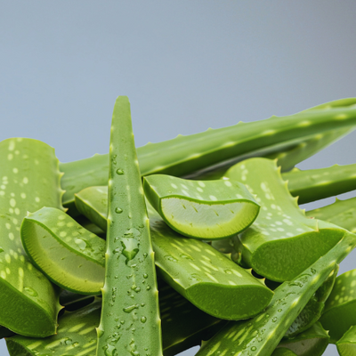 Close-up of green aloe vera leaves with water droplets on a blurred background